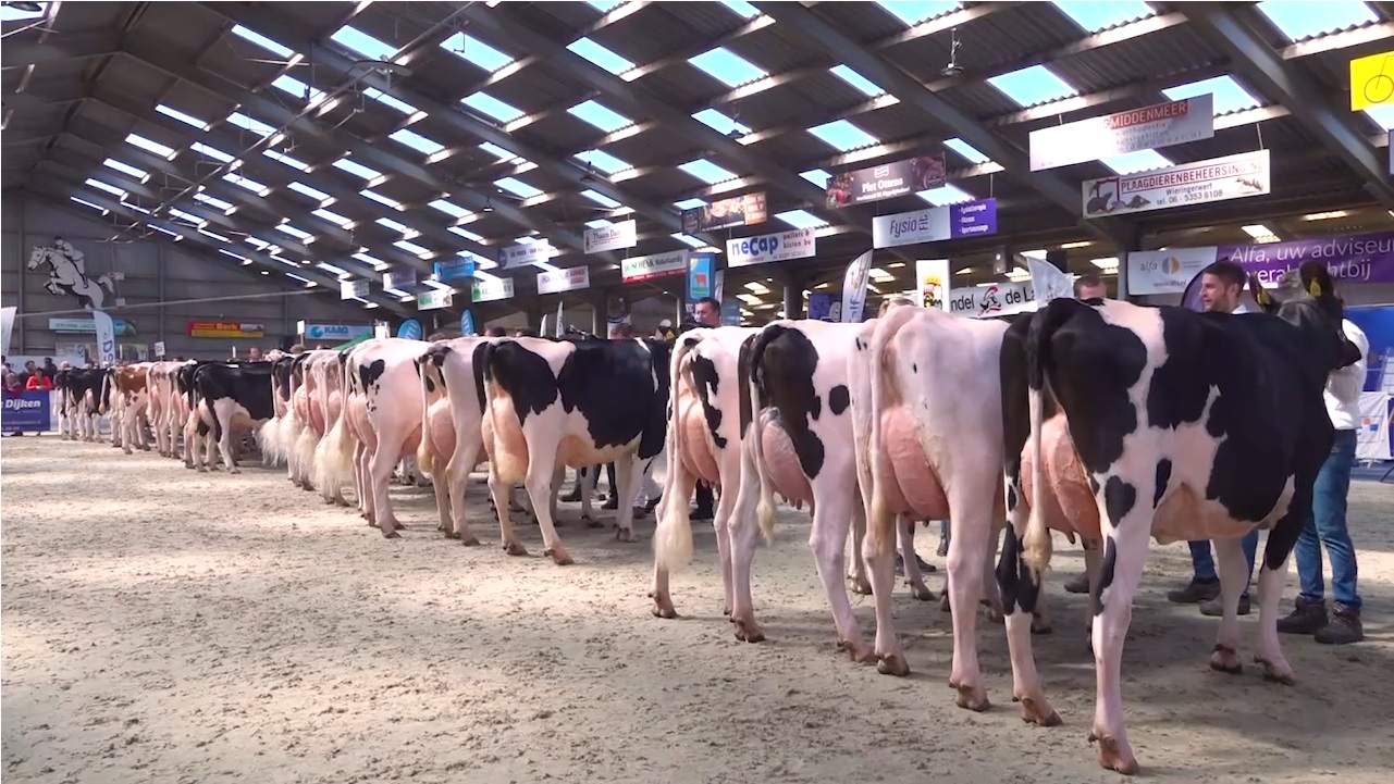 video keuring Wintershow NH 2022