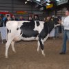 Wintershow_NH_2008_042