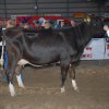 Wintershow_NH_2008_044