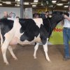 Wintershow_NH_2008_058
