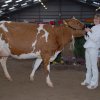 Wintershow_NH_2008_065