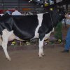 Wintershow_NH_2008_070