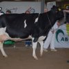 Wintershow_NH_2008_071