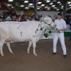Wintershow_NH_2008_079