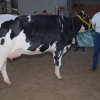 Wintershow_NH_2008_088