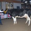 Wintershow_NH_2009_032