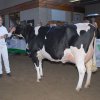 Wintershow_NH_2009_043