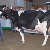 Wintershow_NH_2009_045