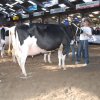 Wintershow_NH_2009_072