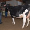 Wintershow_NH_2011_009
