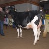 Wintershow_NH_2011_010