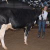 Wintershow_NH_2011_027