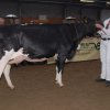 Wintershow_NH_2011_045