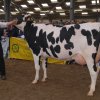 Wintershow_NH_2011_062