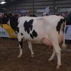 Wintershow_NH_2011_072