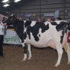 Wintershow_NH_2011_073