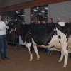 Wintershow_NH_2011_074