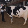 Wintershow_NH_2011_077