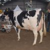 Wintershow_NH_2011_078
