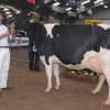 Wintershow_NH_2011_088