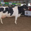Wintershow_NH_2011_101