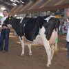Wintershow_NH_2011_129