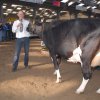 Wintershow_NH_2011_136