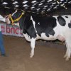 Wintershow_NH_2013_002