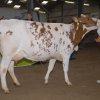 Wintershow_NH_2013_016