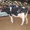 Wintershow_NH_2013_072