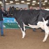 Wintershow_NH_2013_074