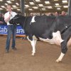 Wintershow_NH_2013_087