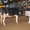 Wintershow_NH_2014_002