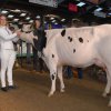 Wintershow_NH_2014_017
