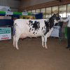 Wintershow_NH_2014_021