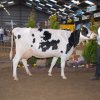 Wintershow_NH_2014_028