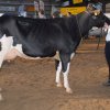 Wintershow_NH_2014_029