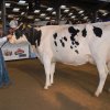 Wintershow_NH_2014_033
