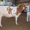 Wintershow_NH_2014_041