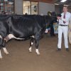 Wintershow_NH_2014_045