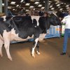 Wintershow_NH_2014_056