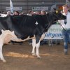 Wintershow_NH_2014_065