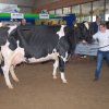 Wintershow_NH_2014_076