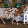 Wintershow_NH_2014_079