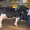 Wintershow_NH_2014_080