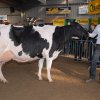 Wintershow_NH_2014_082