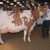 Wintershow_NH_2014_089