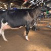 Wintershow_NH_2014_090