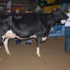 Wintershow_NH_2015_003