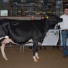 Wintershow_NH_2015_010
